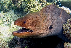 IMG_7582rcc_Maldives_Madoogali_Murene javanaise - Gymnothorax javanicus